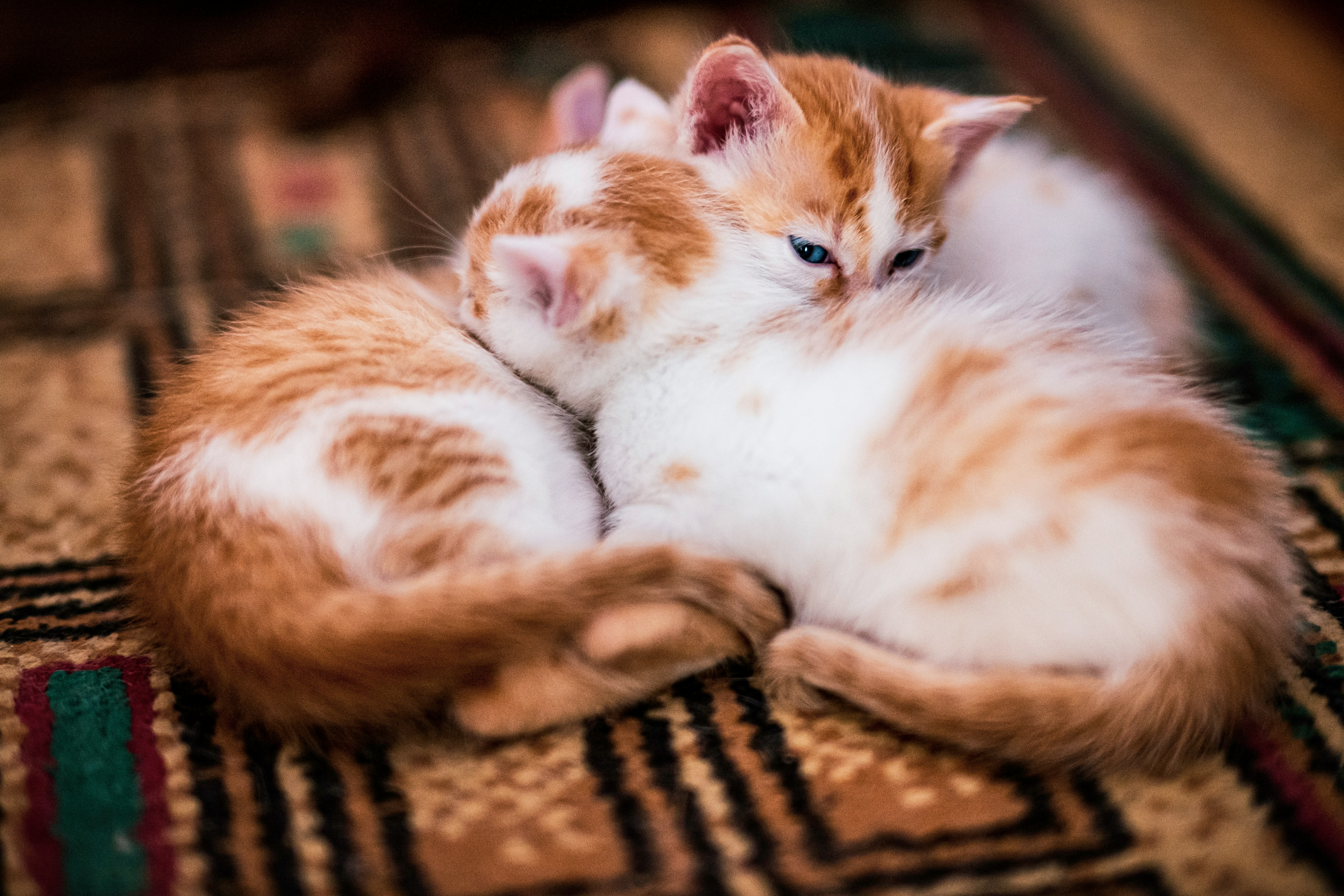 orange and white tabby cat lying on brown and black textile