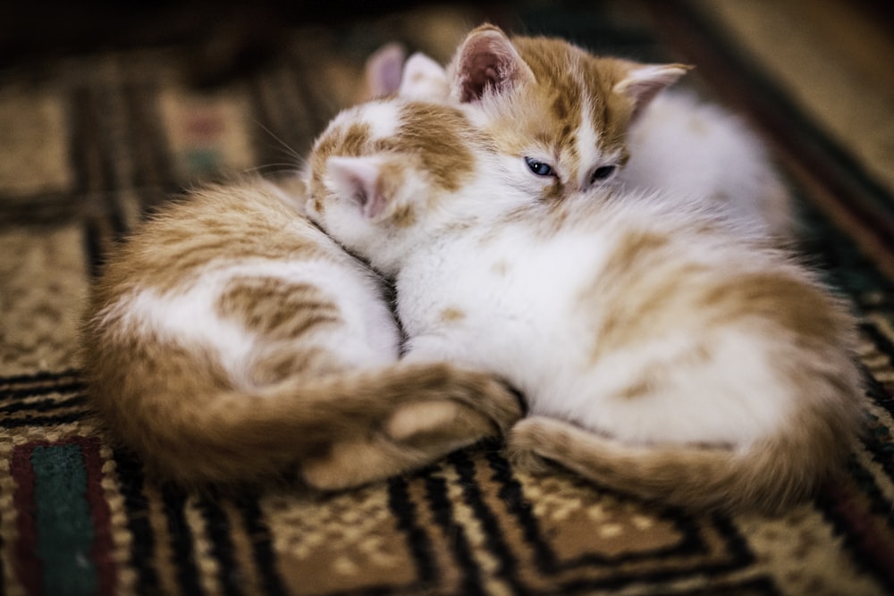 orange-weiße Tabby-Katze auf braunem und schwarzem Textil liegend