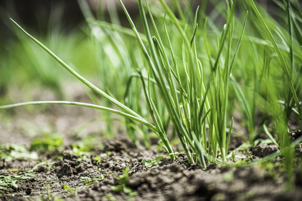 green grass on brown soil