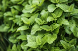 green leaves in macro lens
