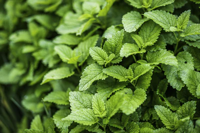 Mint Pudina Growing at Home India Container