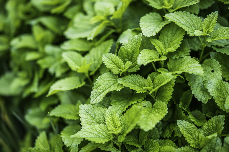 Peppermint (Mentha × piperita)