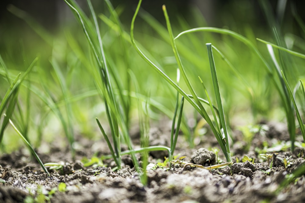 green grass on brown soil