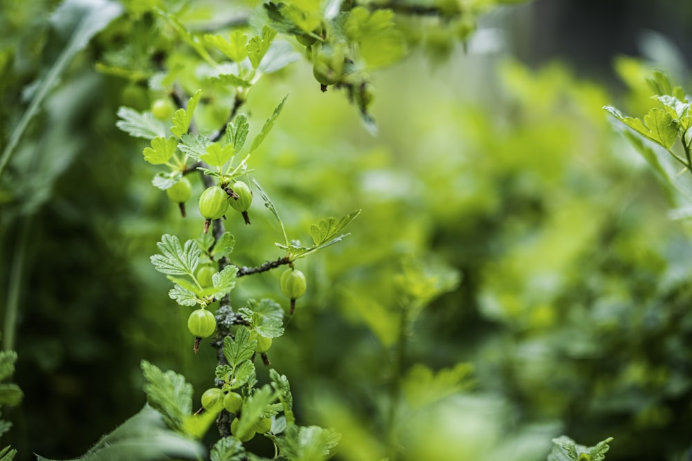 Planta verde en lente de cambio de inclinación