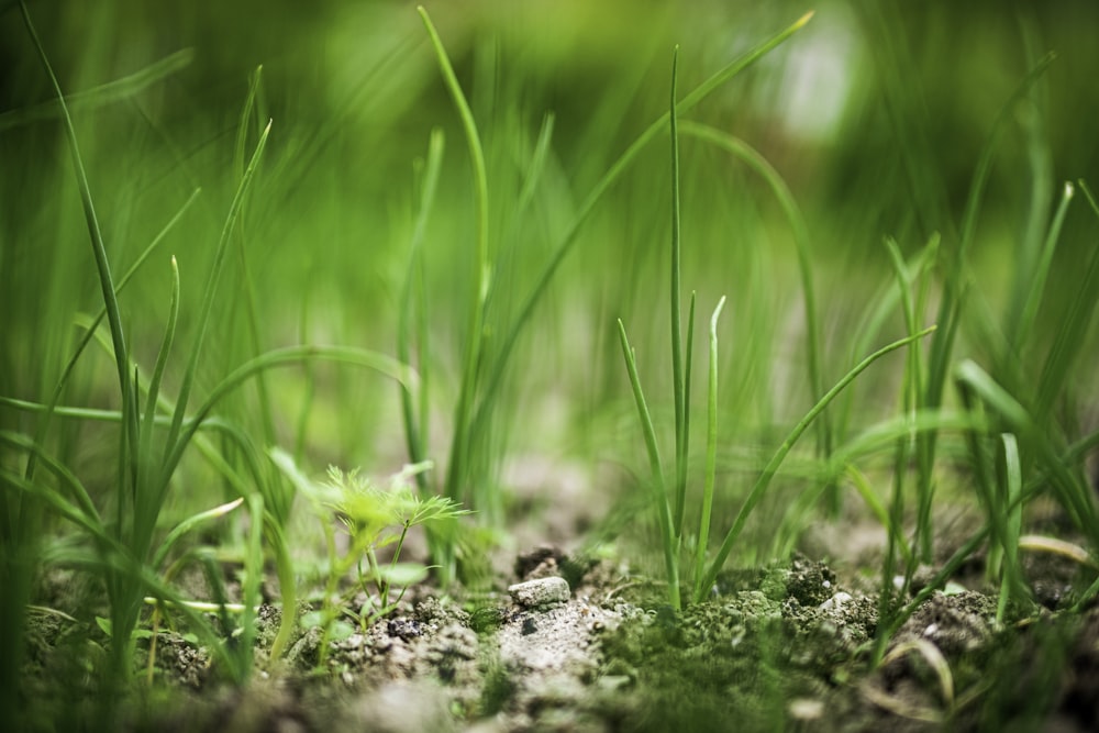 green grass on gray soil