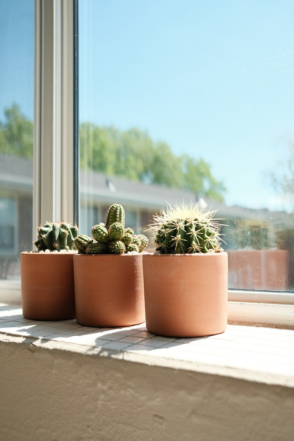 green cactus plant on brown clay pot