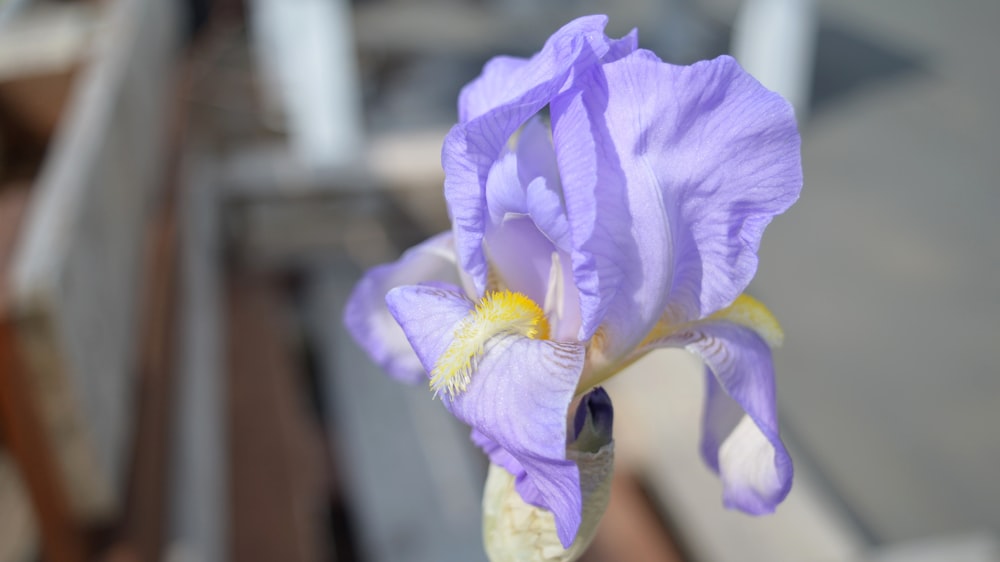 purple and yellow flower in close up photography