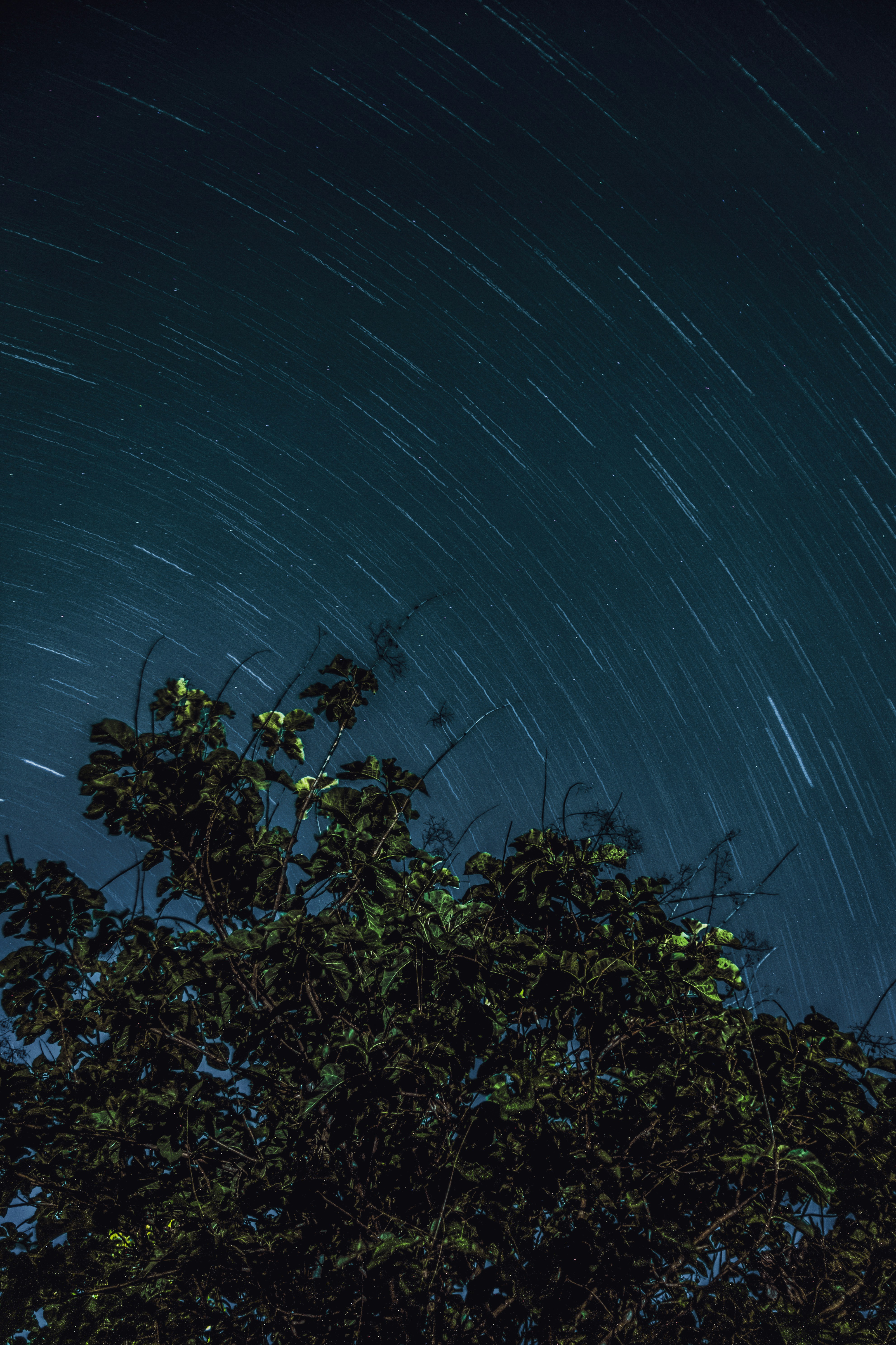 green plants under blue sky during daytime