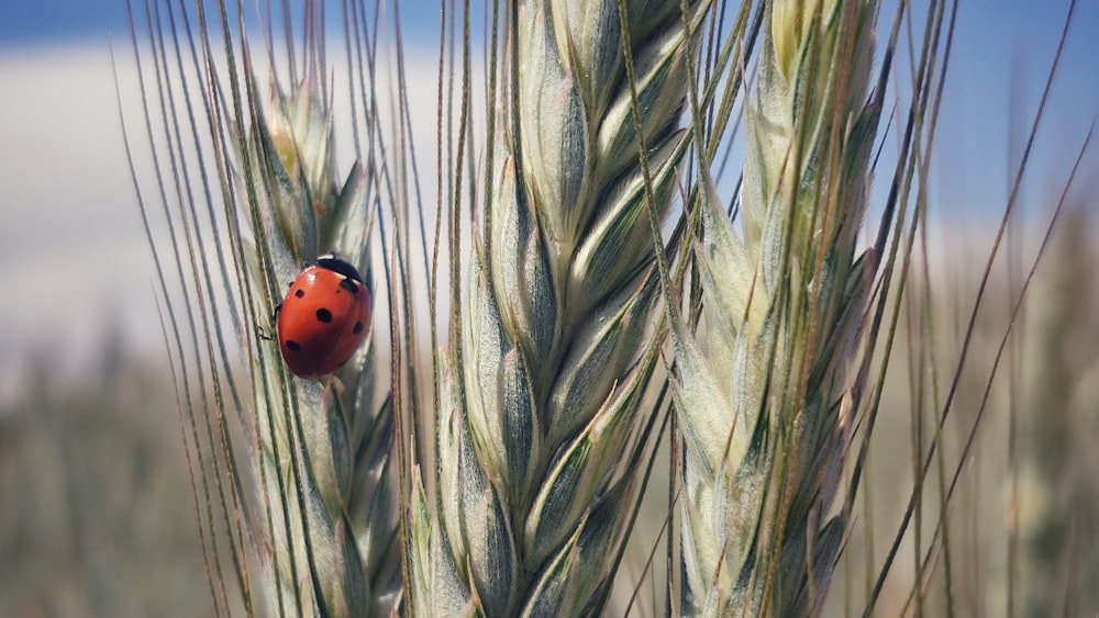 Roter Marienkäfer auf grünem Weizen