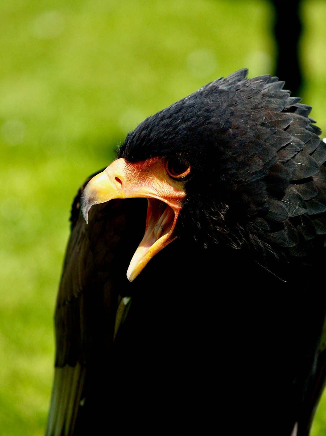 black and yellow eagle head