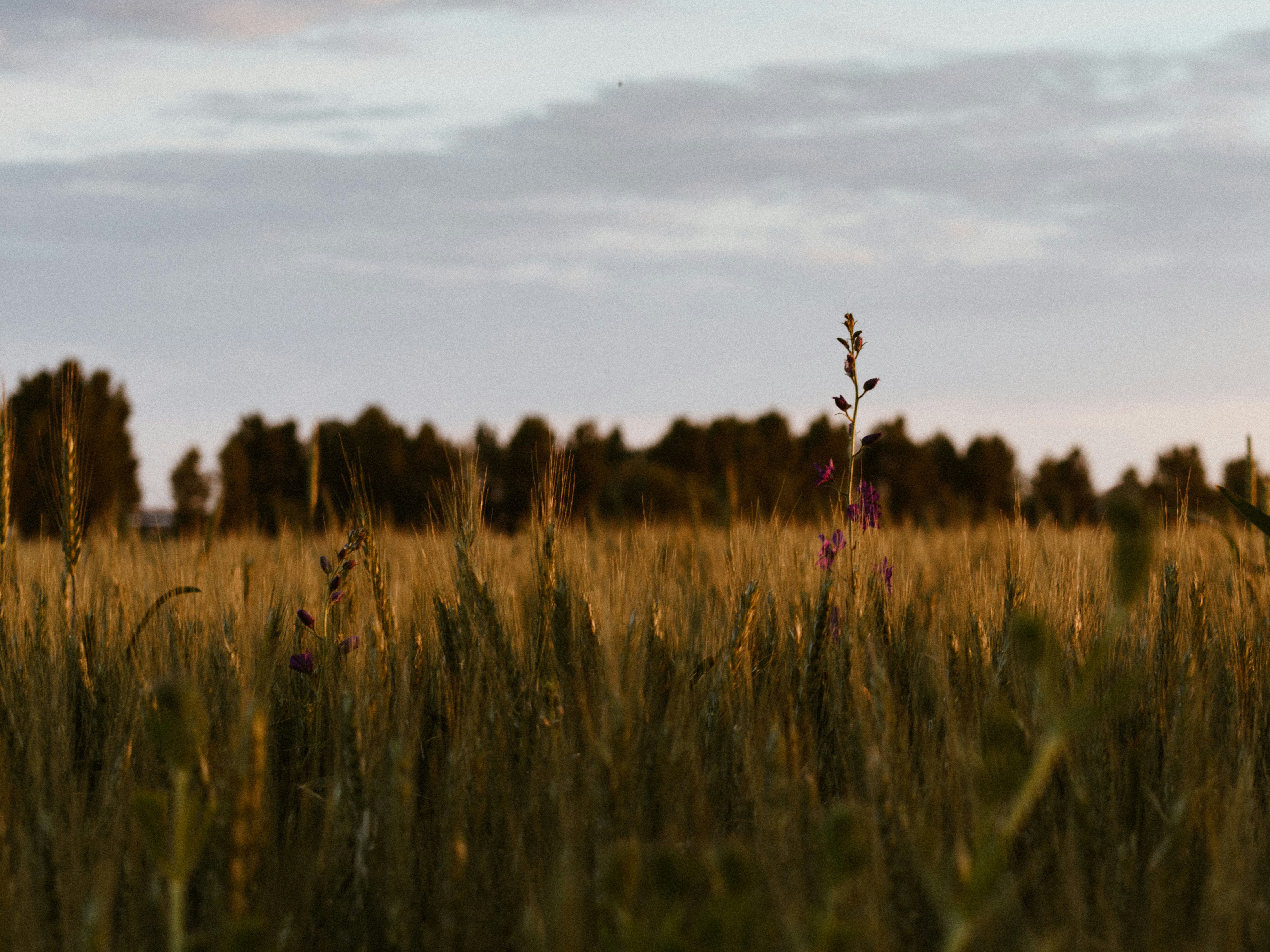 Photo by gabor_veres
