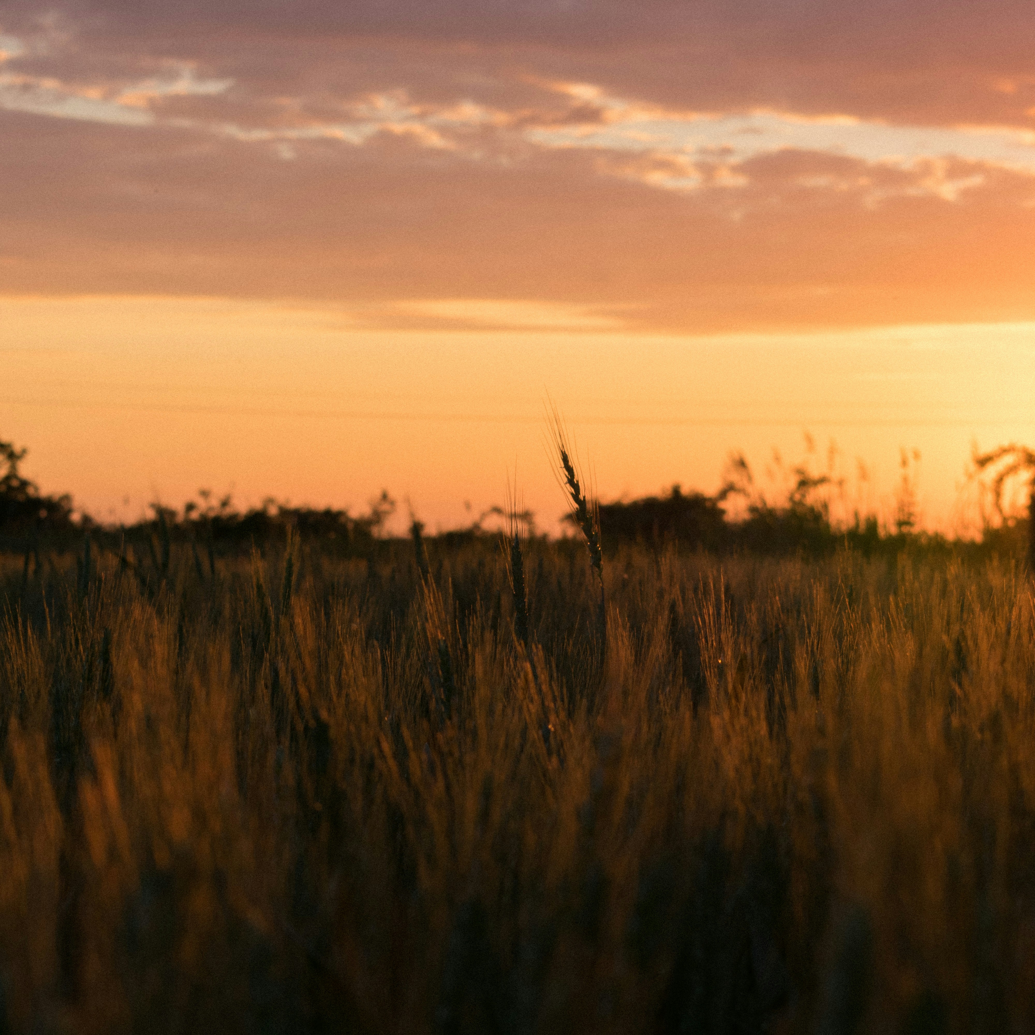 Photo by gabor_veres