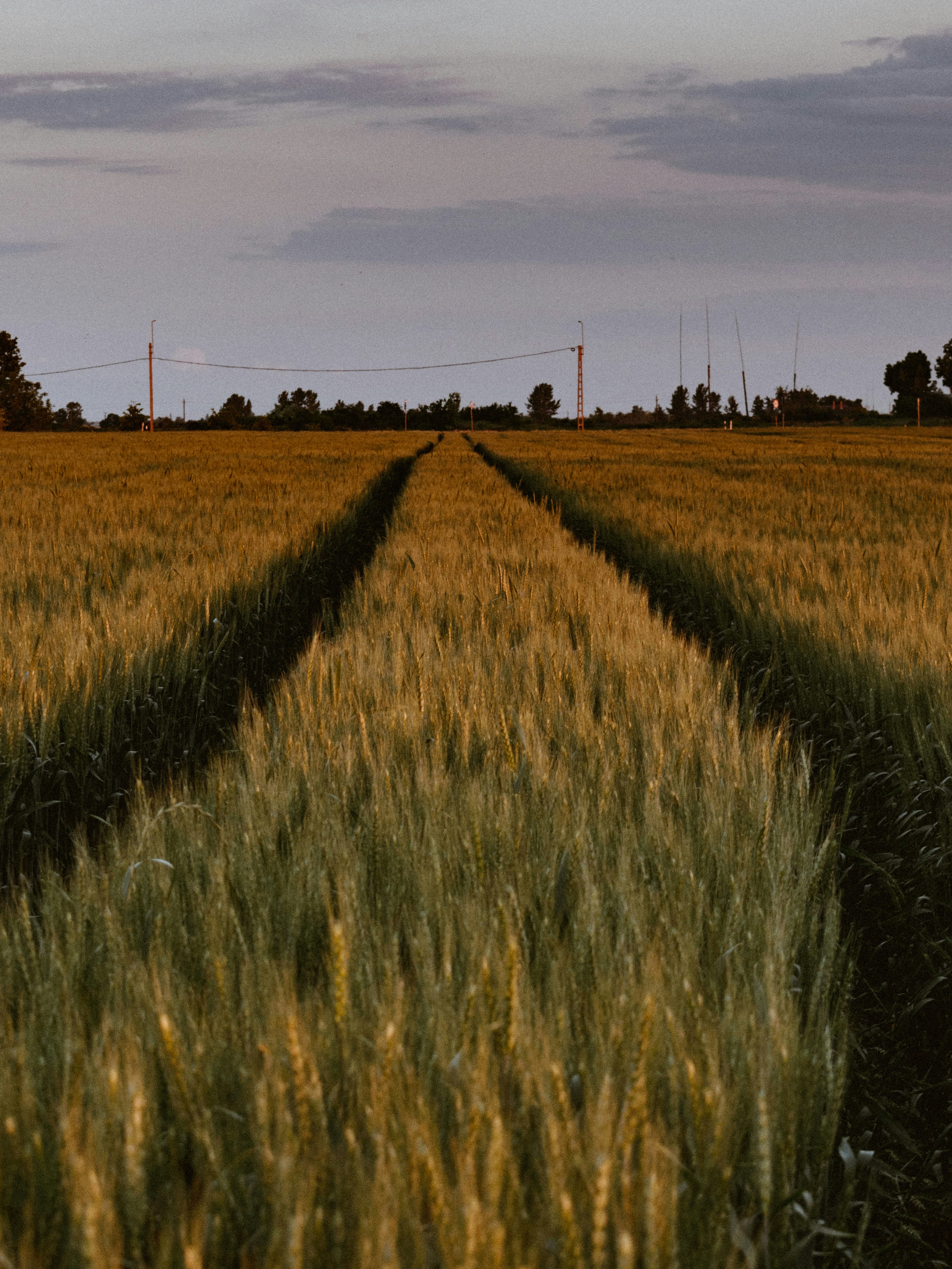Ancient pilgrimage path through Spanish countryside at dusk with golden wheat fields