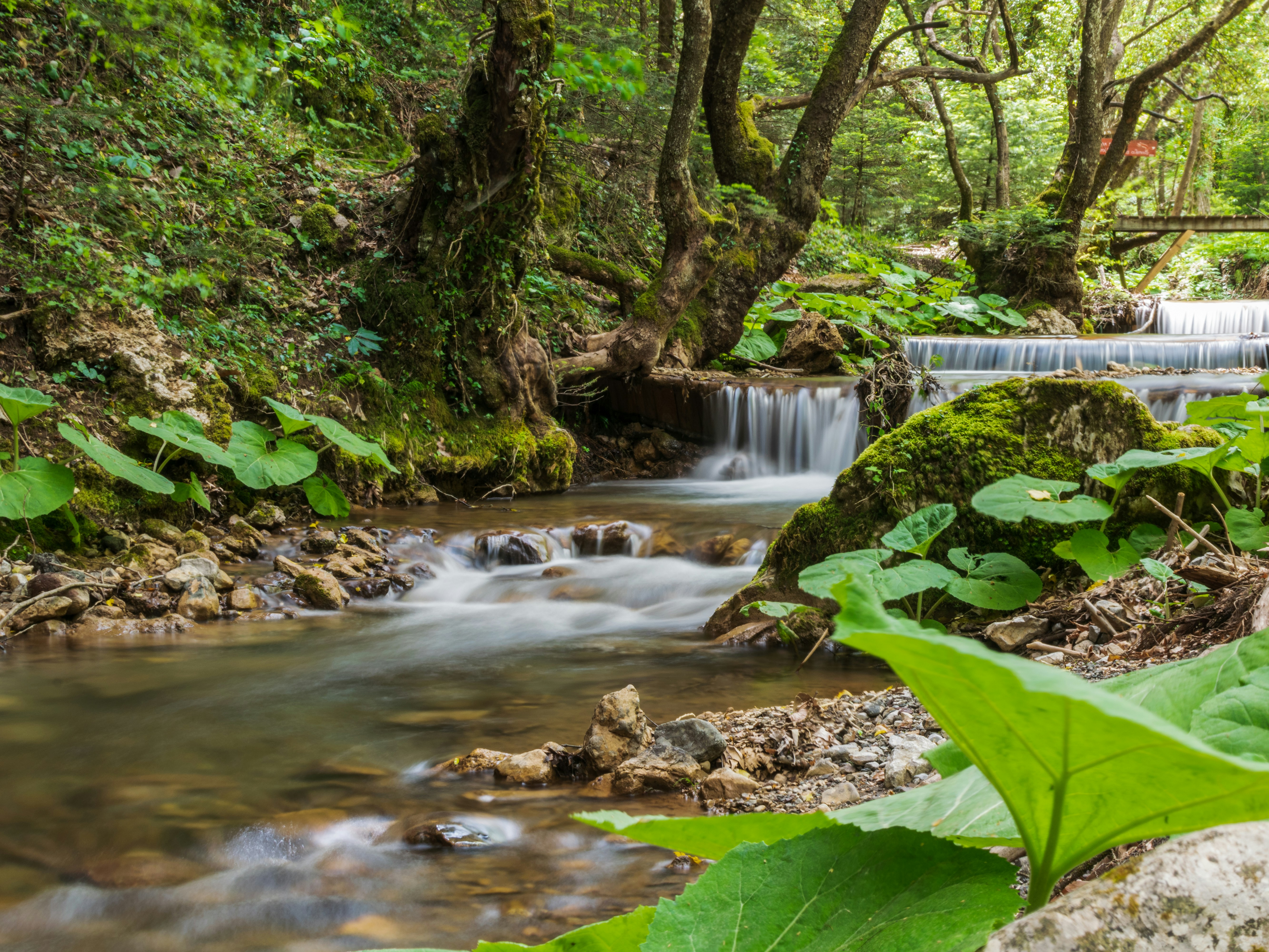 Photo by lazarus_merg