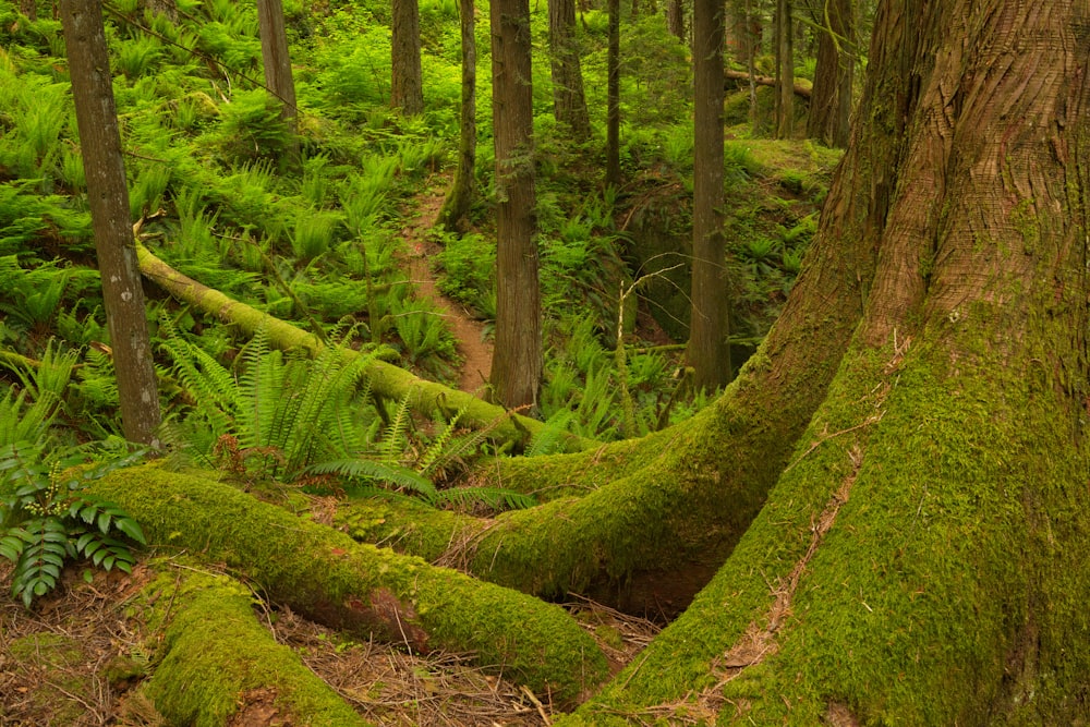 green moss on brown tree trunk