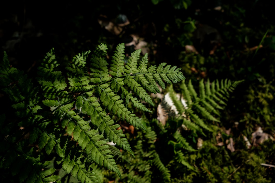 green fern plant in close up photography