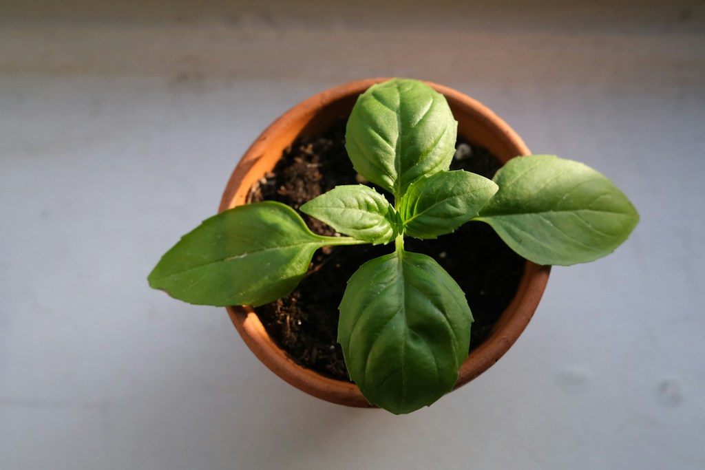 Pot Tembikar Handmade