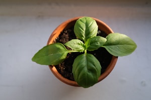 Pot Tembikar Handmade