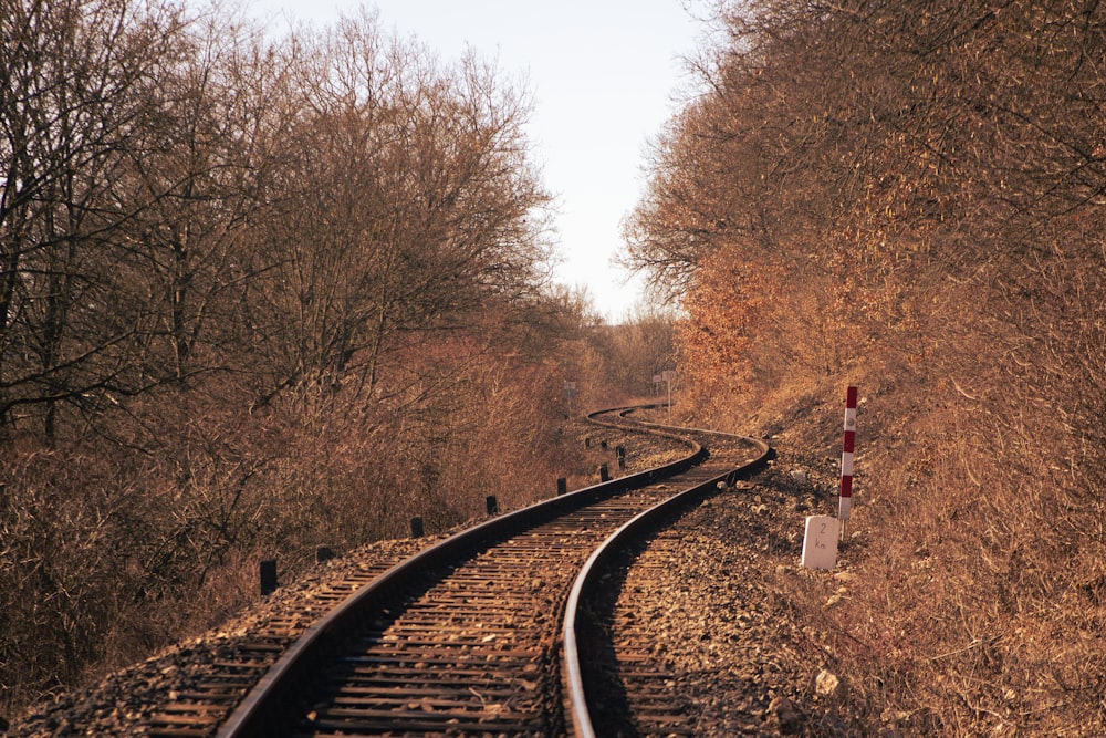 train rail between trees during daytime