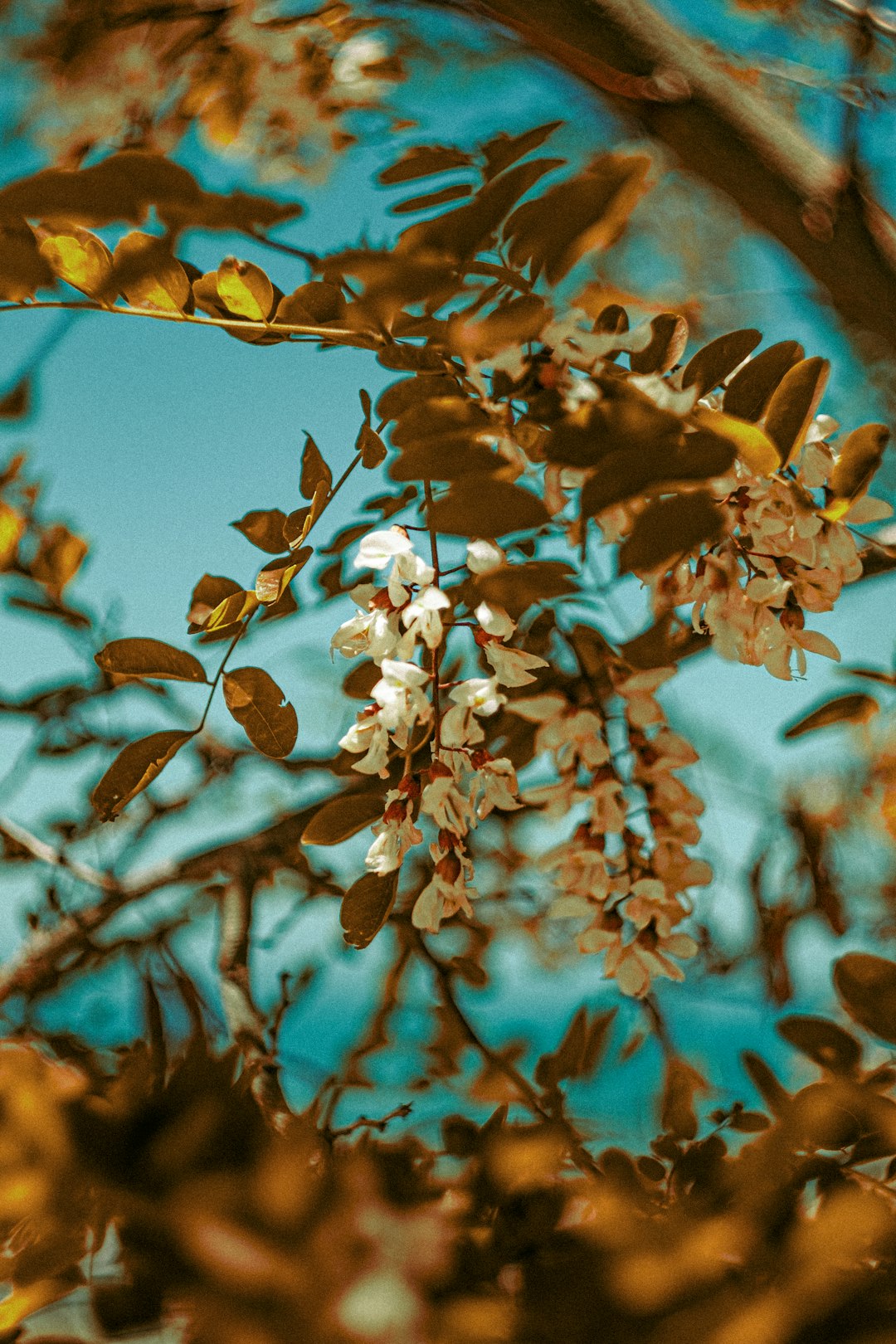 brown leaves on tree branch