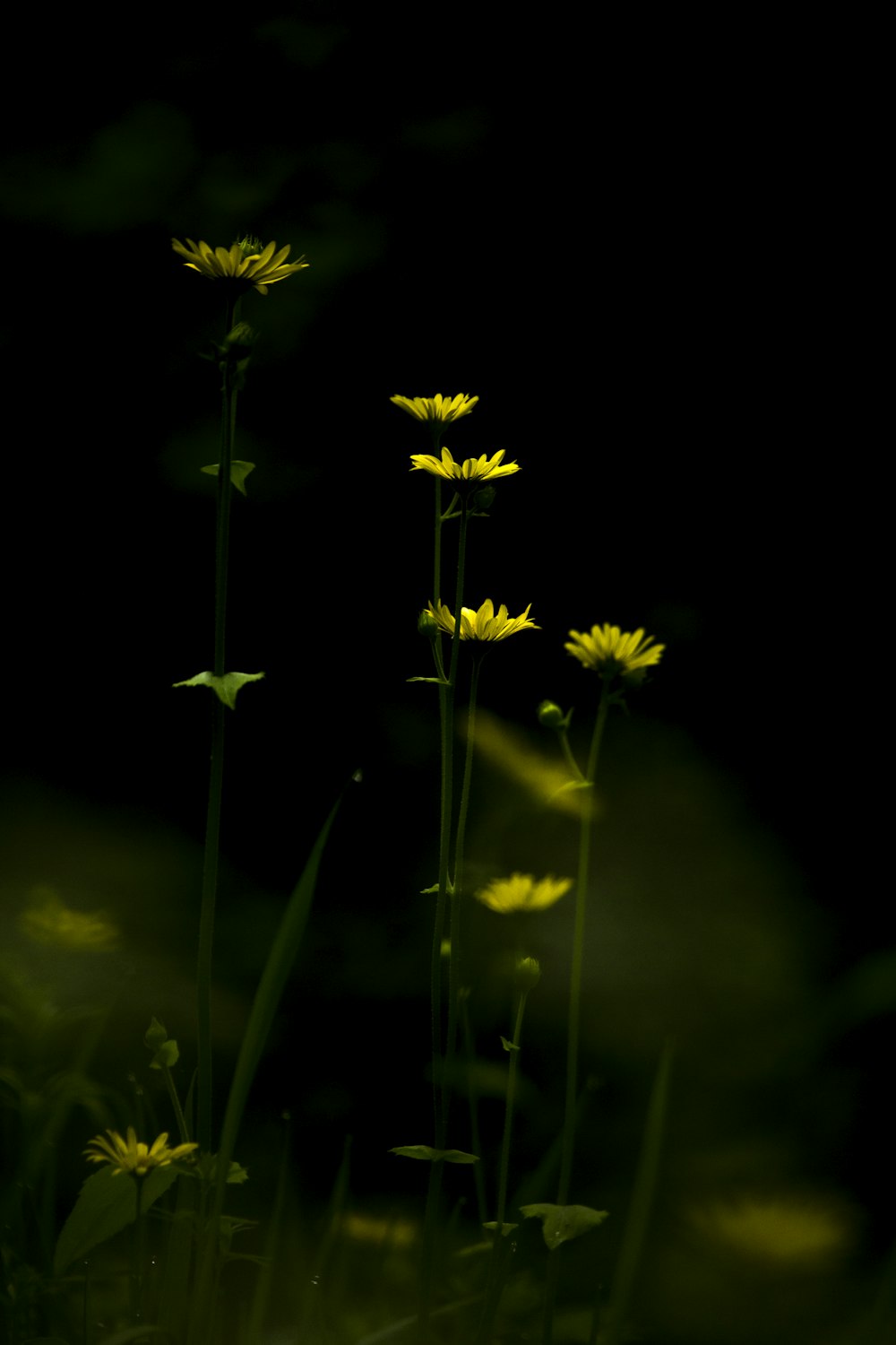 yellow flowers with green leaves