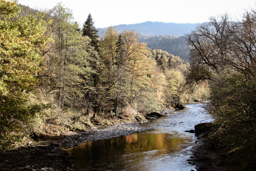 river between green trees during daytime