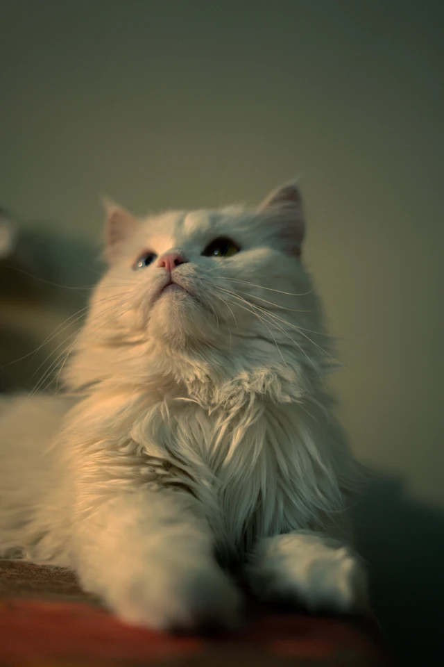 Gato de raza Persa