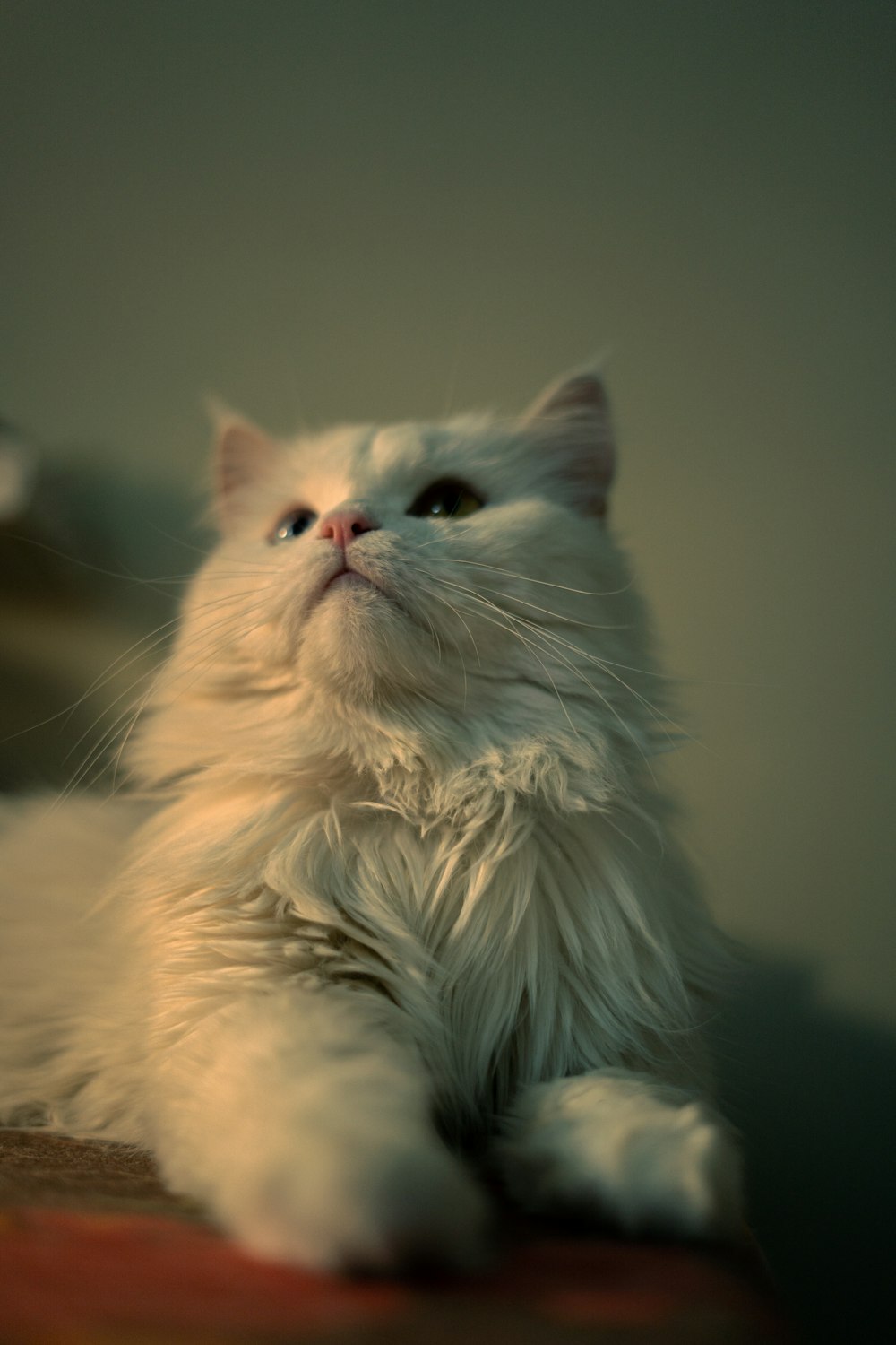白いテキスタイルに白い長い毛皮の猫