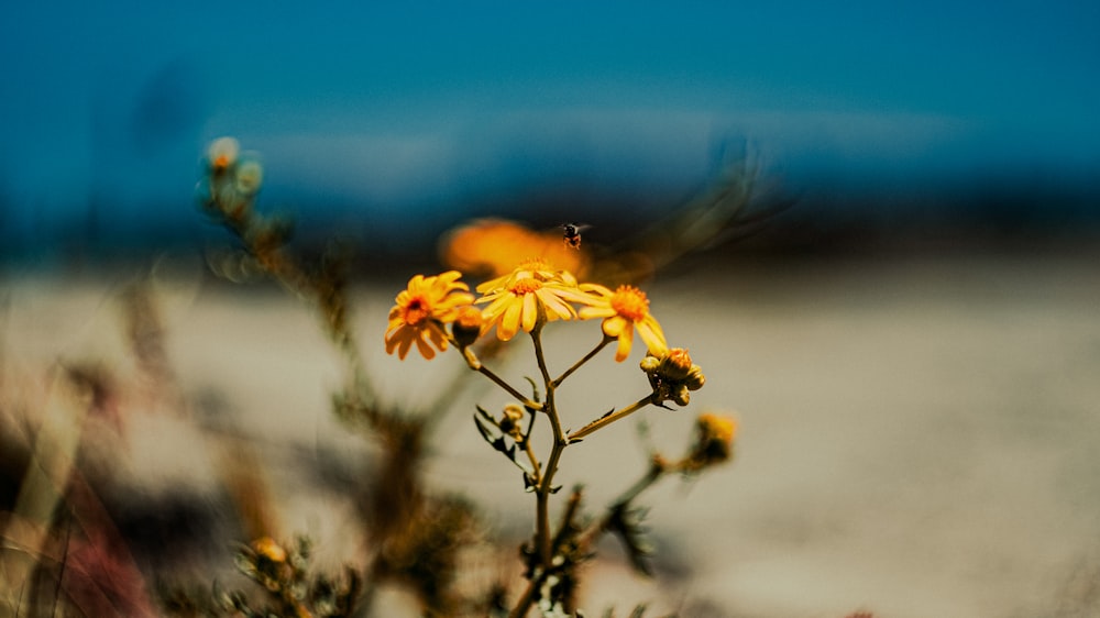 fiore giallo nell'obiettivo tilt shift