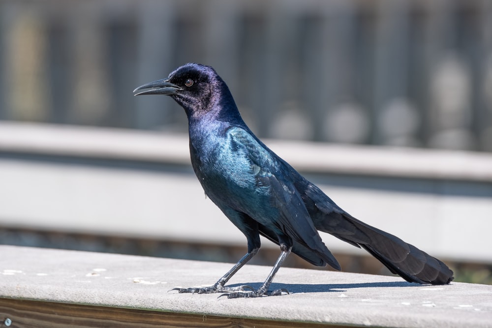 blue and black bird on white wooden fence during daytime