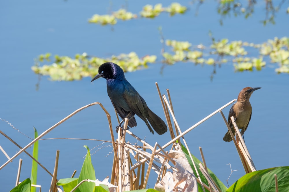 blue and black bird on brown tree branch during daytime