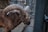 A large ram with impressive, spiral horns stands in a cage. The ram's fur is dark brown, and its horns are a textured gray. The background shows metal bars and some hay on the ground, indicating an enclosed environment.