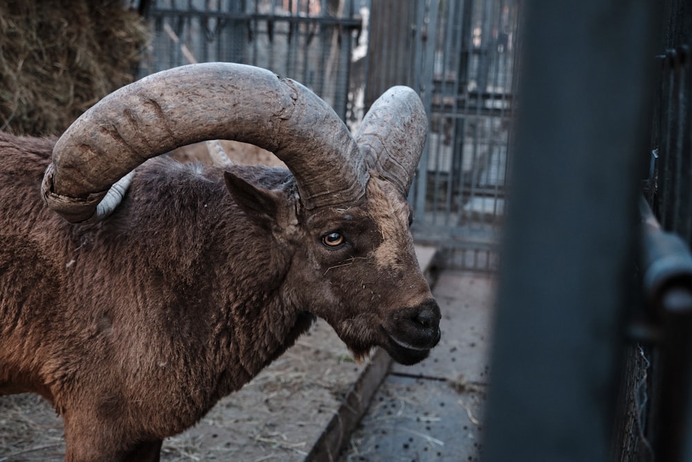 brown ram standing on gray concrete floor during daytime