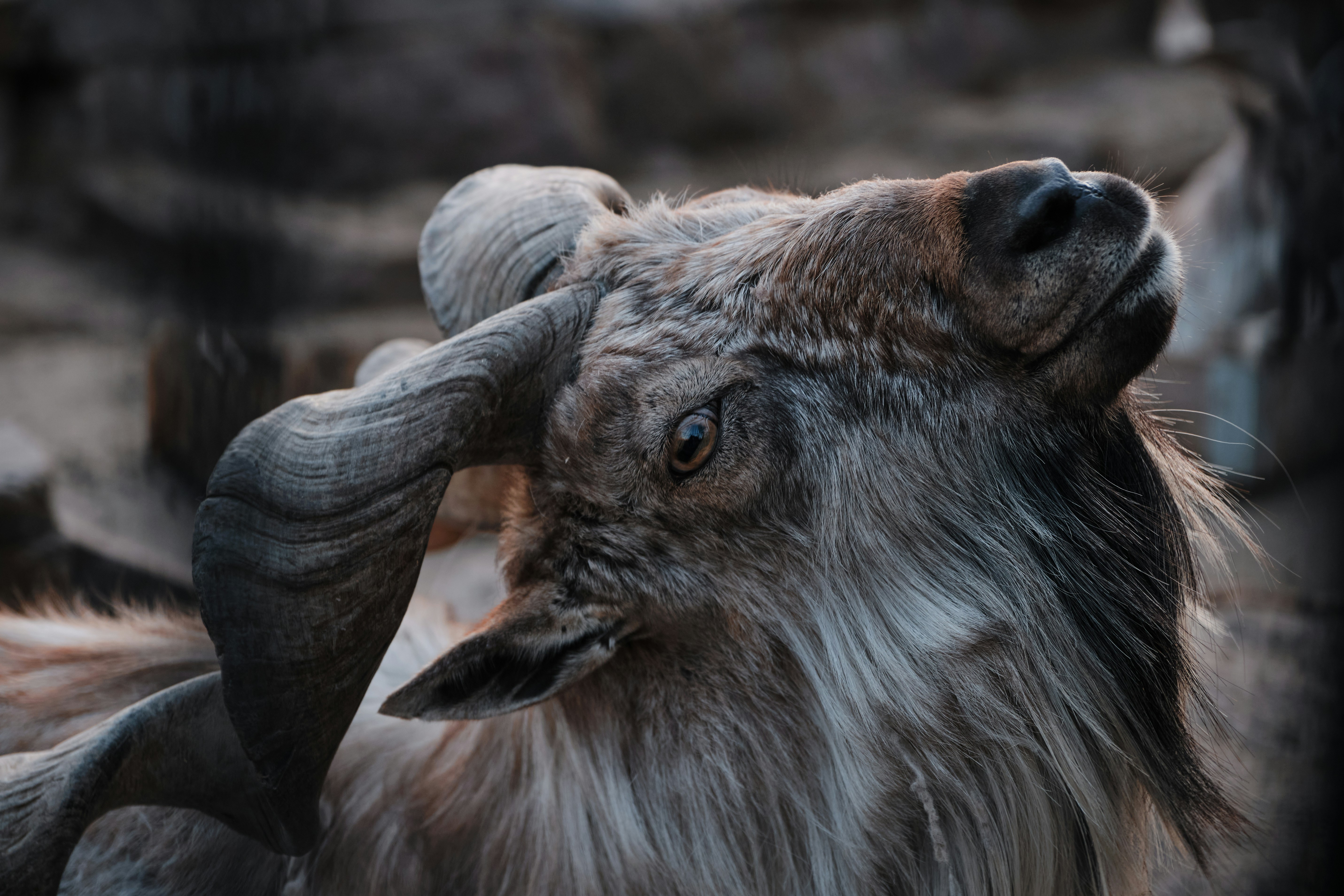 brown and gray ram animal