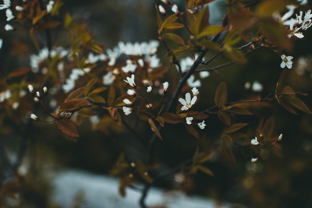 white flowers on green leaves