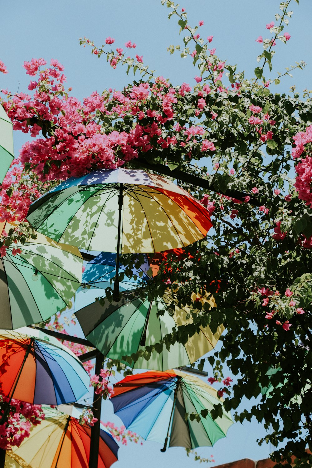 red and white umbrella under green tree