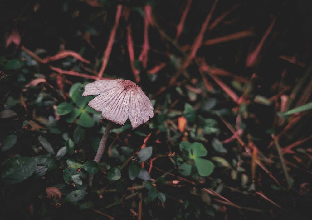 white and brown mushroom in the middle of green plants