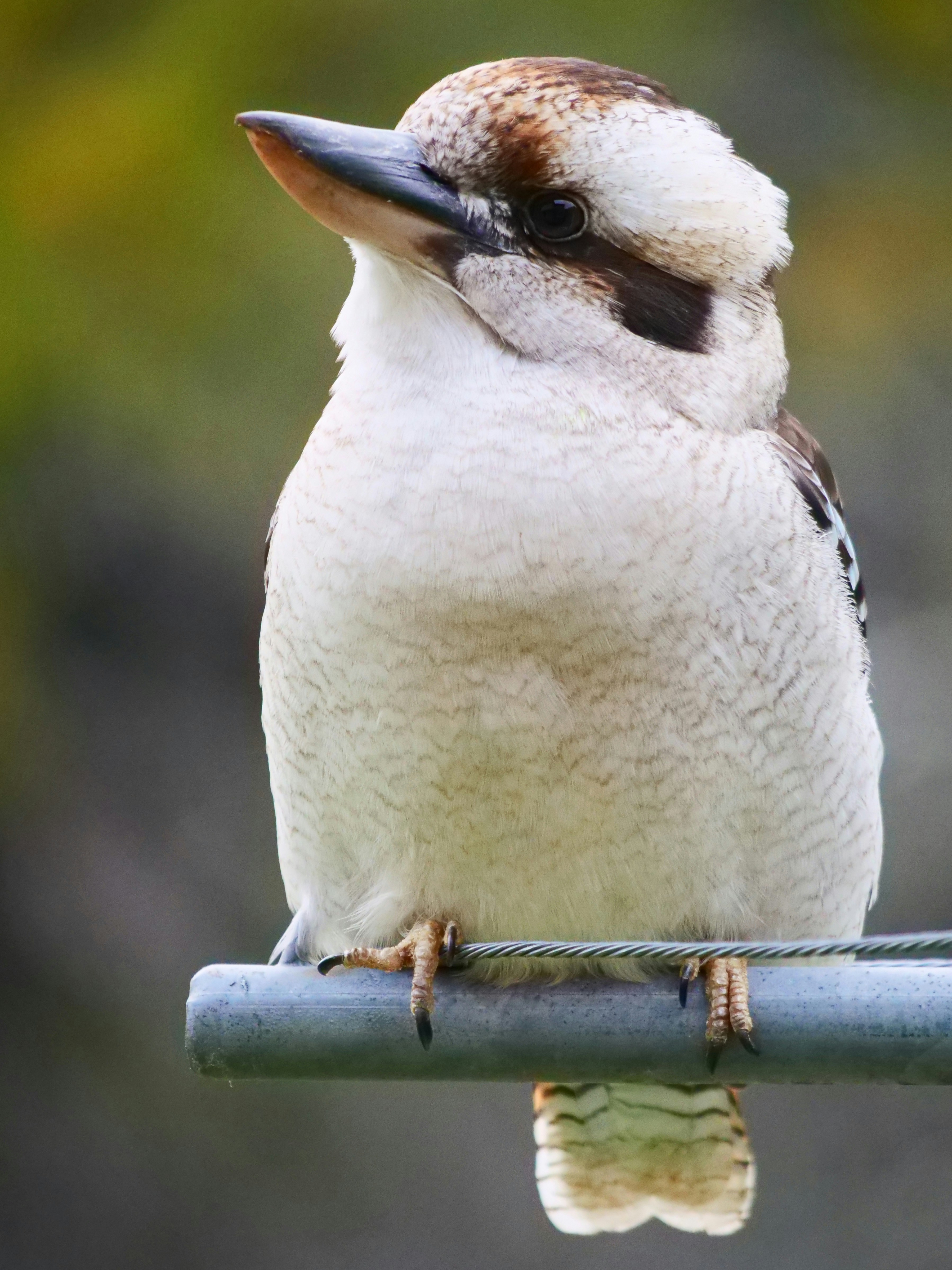 pájaro blanco y negro sobre palo de madera marrón