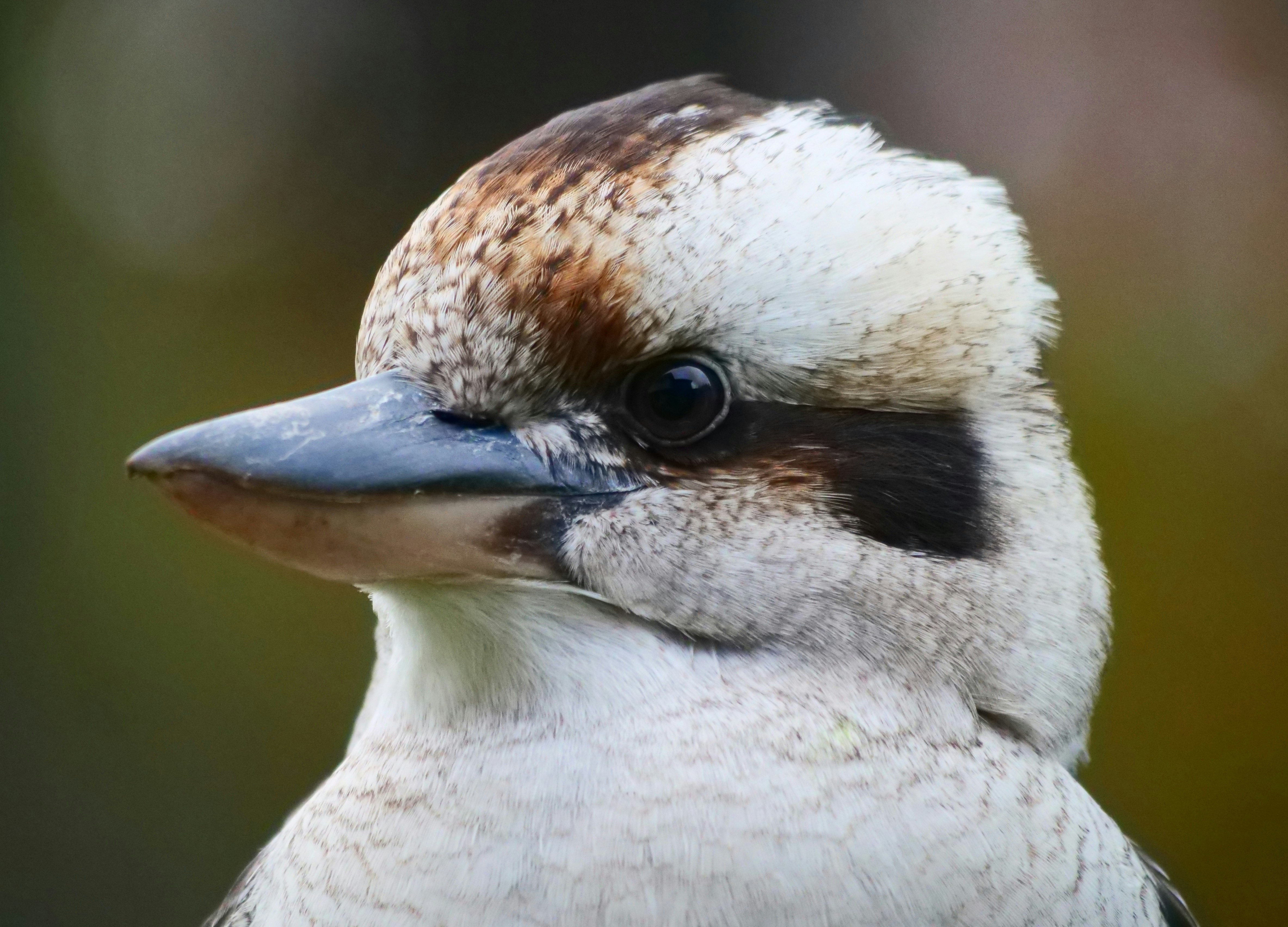 pájaro blanco y marrón en fotografía de primer plano