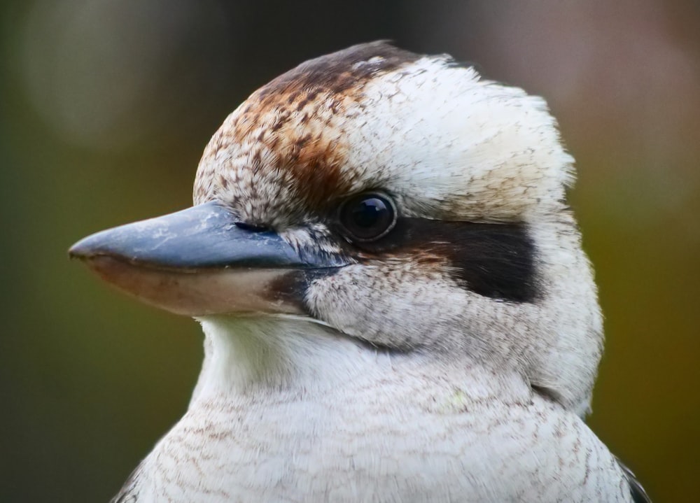 white and brown bird in close up photography