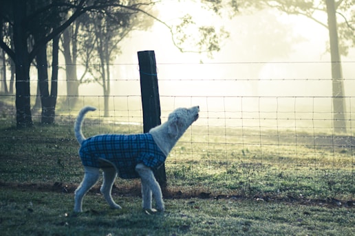 white short coated dog on green grass field during daytime