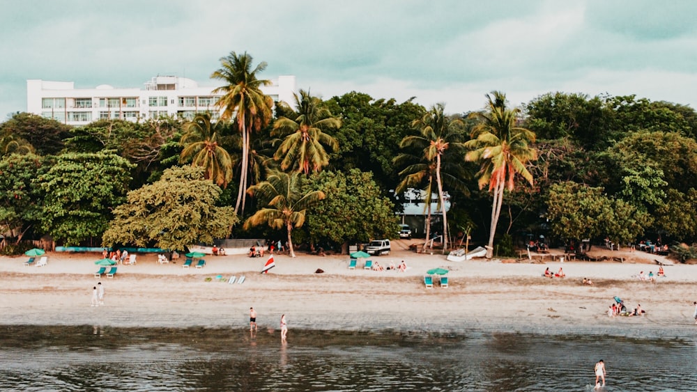 people on beach during daytime