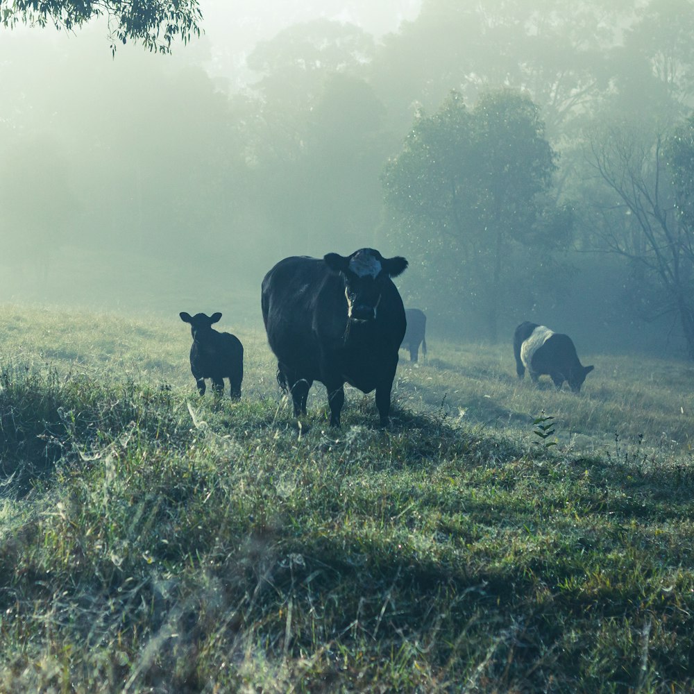 black cow on green grass field during daytime