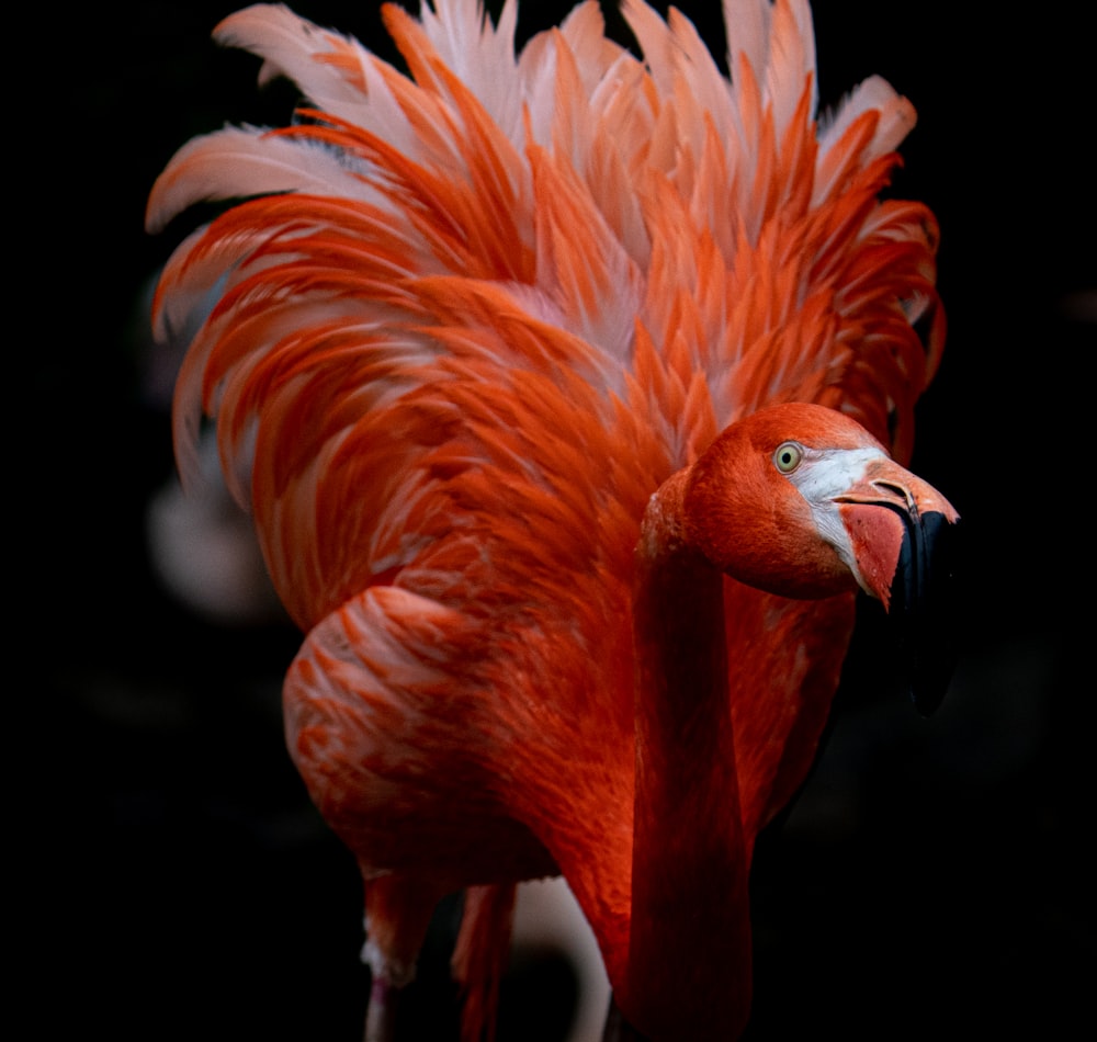 orange flamingo in close up photography