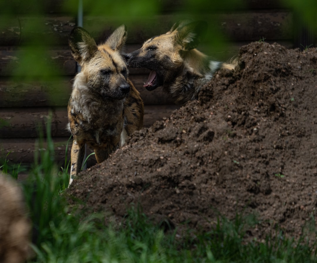 brown and black short coated animal on brown soil