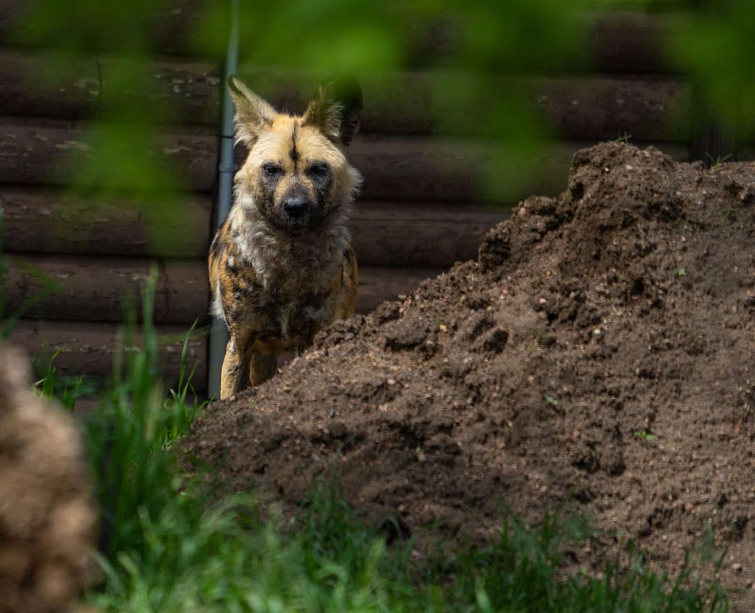 brown and black short coated dog on brown soil