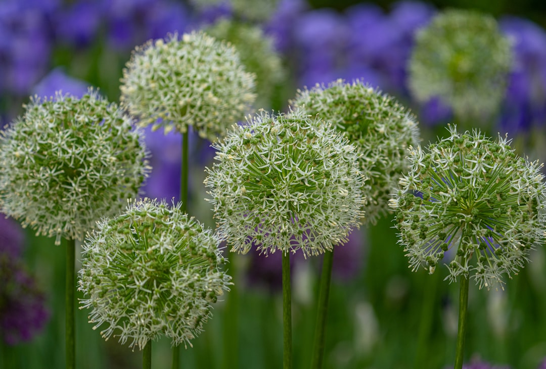 green and purple flower buds