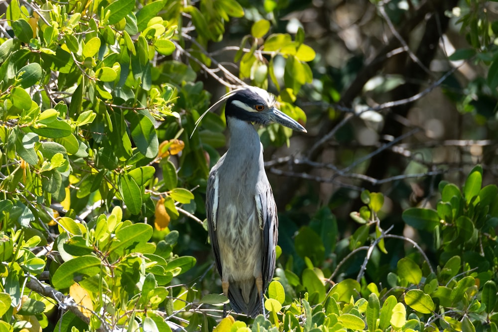 grey and white bird on tree branch