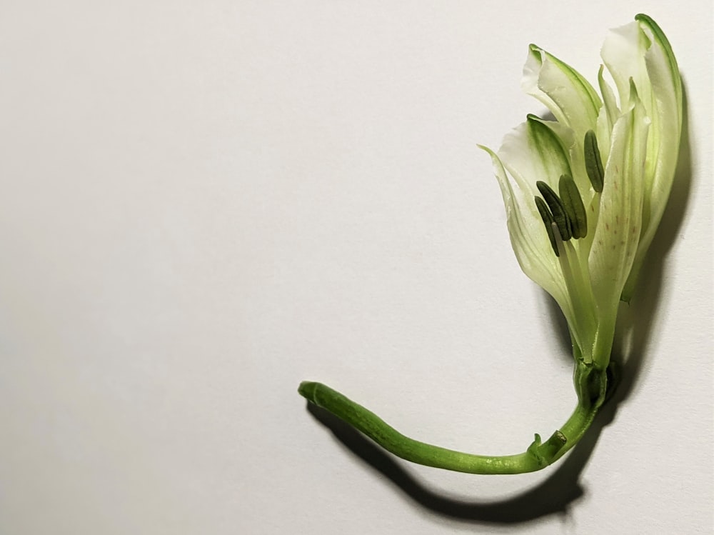 white and green flower bud