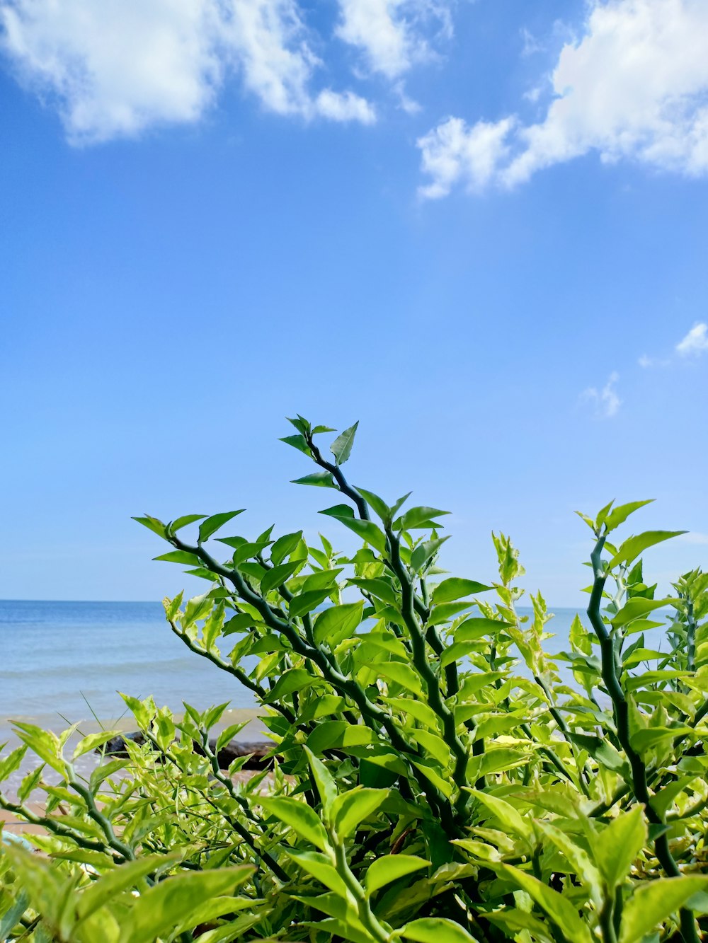 green plant near body of water during daytime